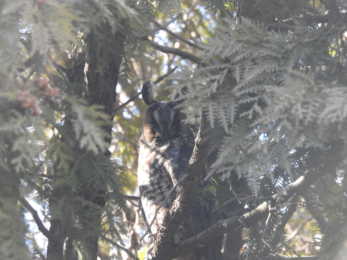 Long-eared Owl - Joseph Troy