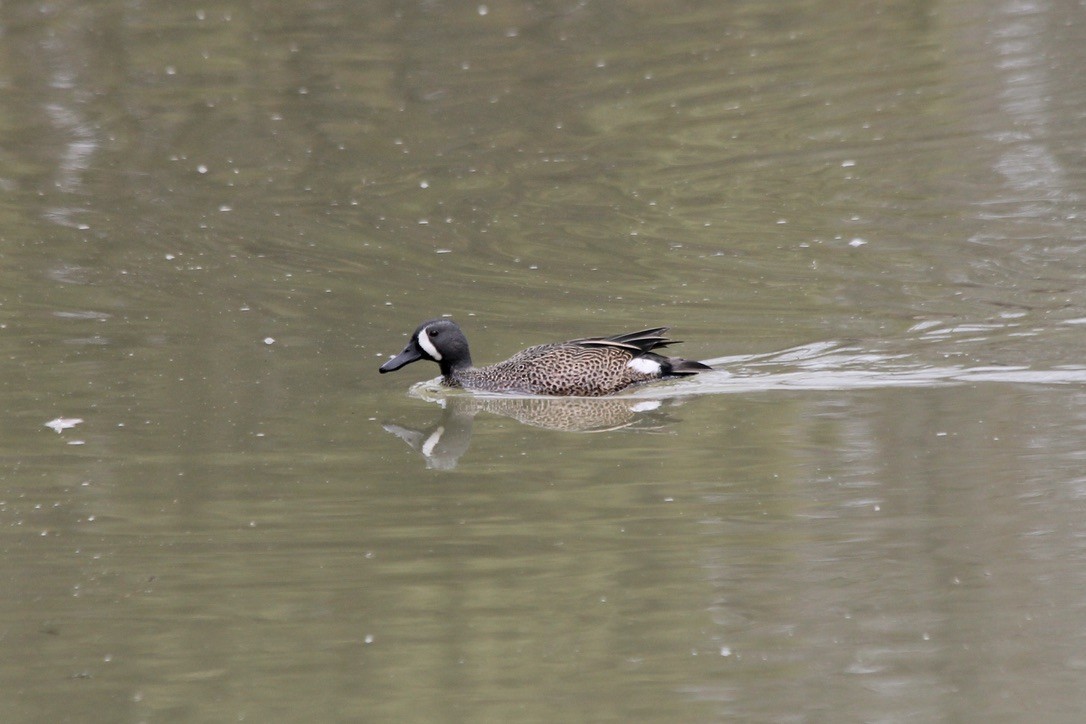 Blue-winged Teal - ML211006431