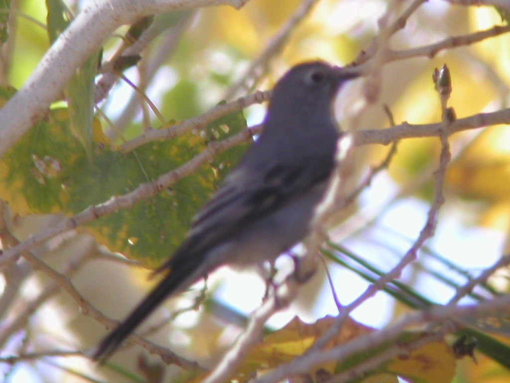 Townsend's Solitaire - ML211008071