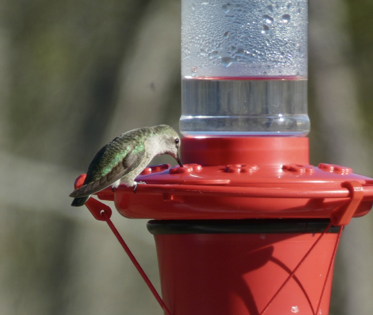 Anna's Hummingbird - ML211008351