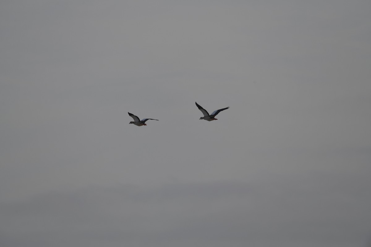 Egyptian Goose - ML211009941
