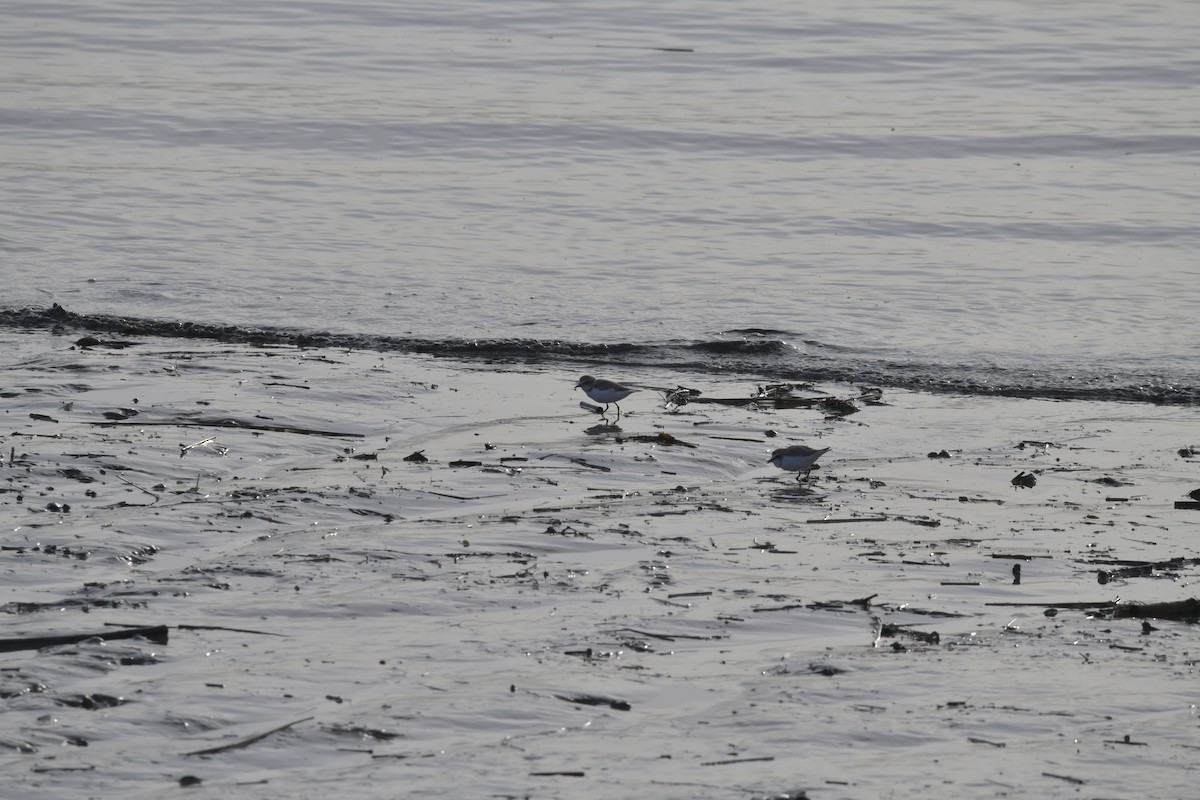 Kentish Plover - ML211010381