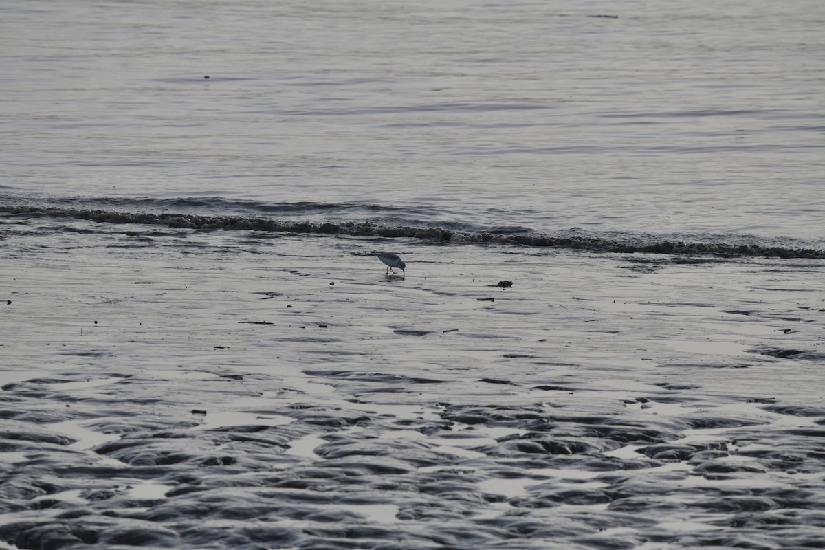 Sanderling - ML211011171