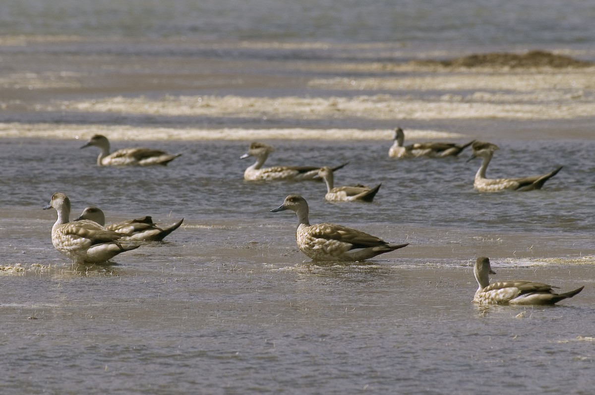 Crested Duck - ML21101241