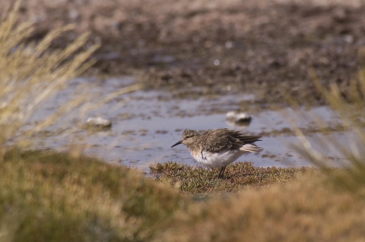 Baird's Sandpiper - ML21101351