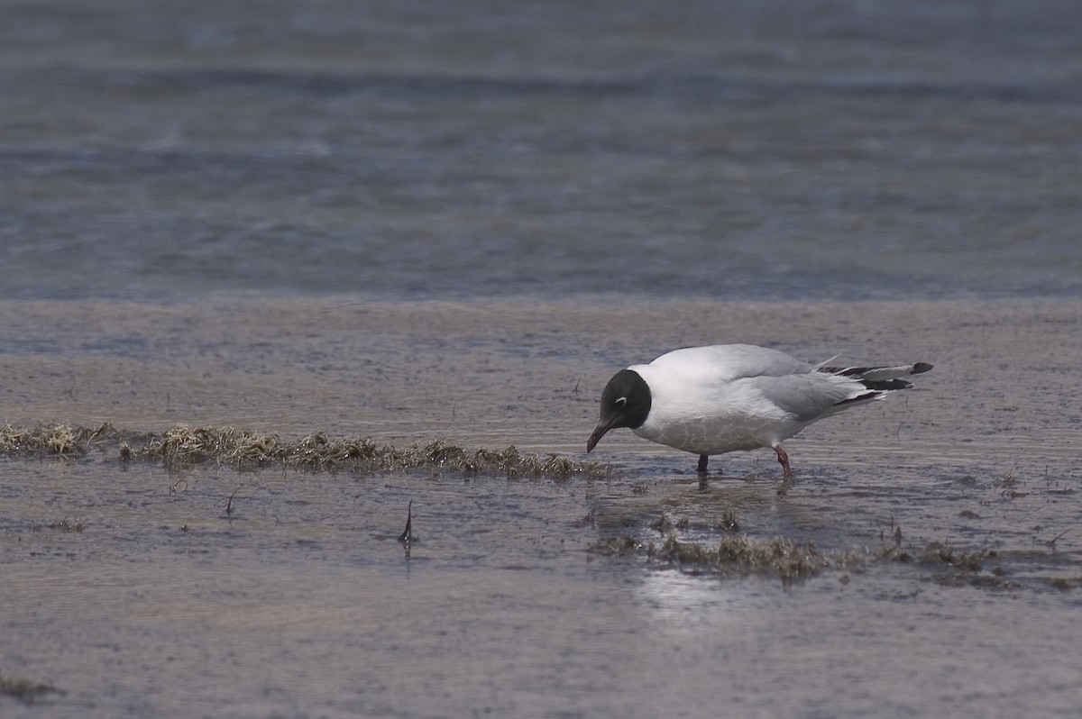 Andean Gull - ML21101371