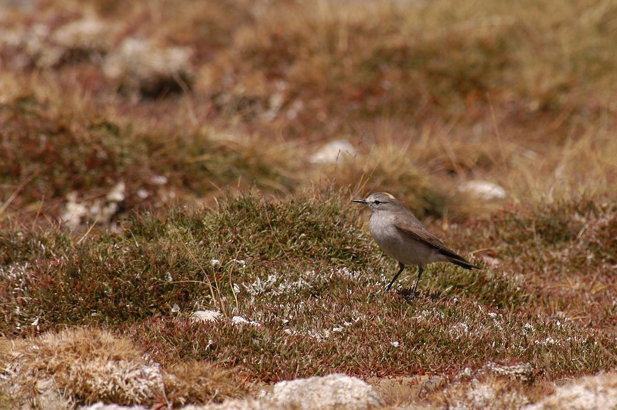 Ochre-naped Ground-Tyrant - ML21101441