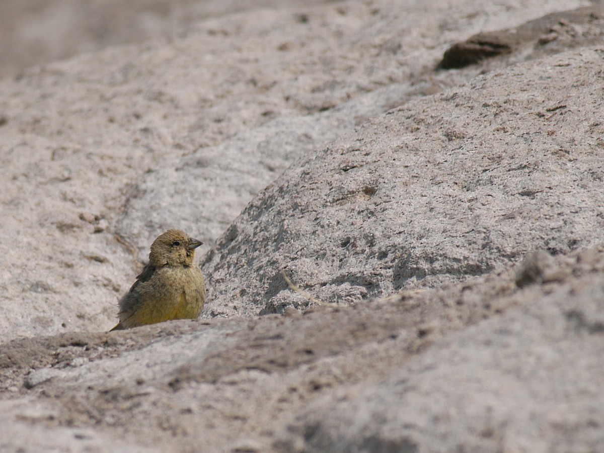 Greenish Yellow-Finch - ML21101451