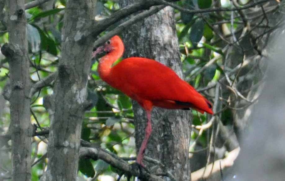 ibis rudý - ML211014771