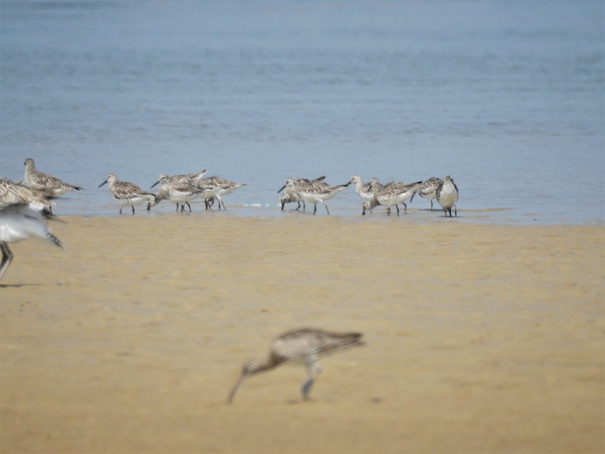 Great Knot - ML211014841