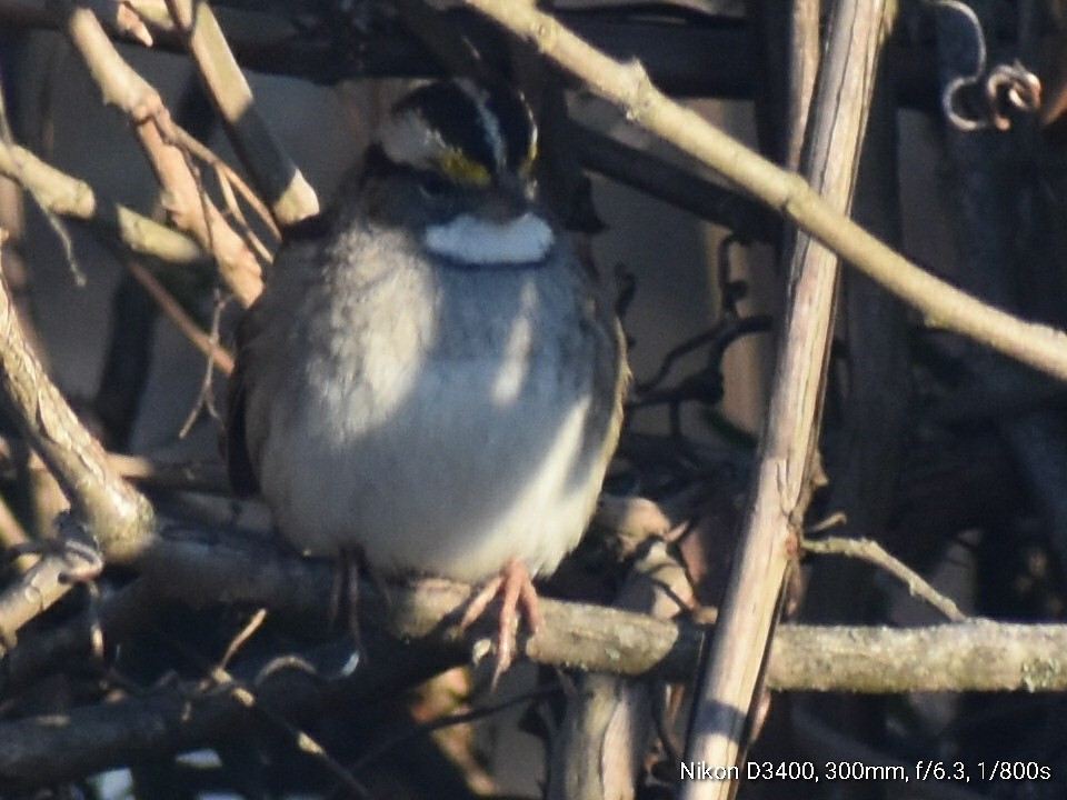 White-throated Sparrow - ML211015321