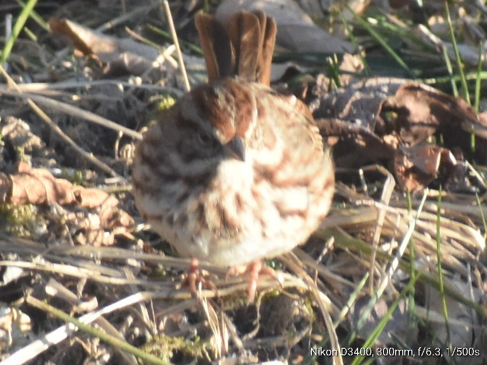 Song Sparrow - ML211015911