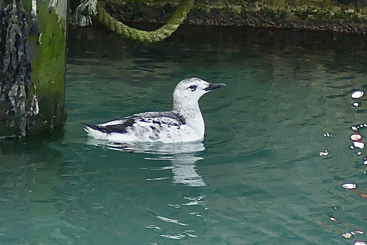 Black Guillemot - ML211016451