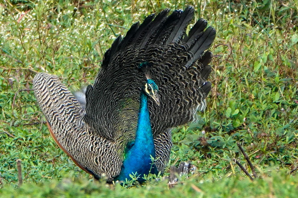 Pfau - ML211018761