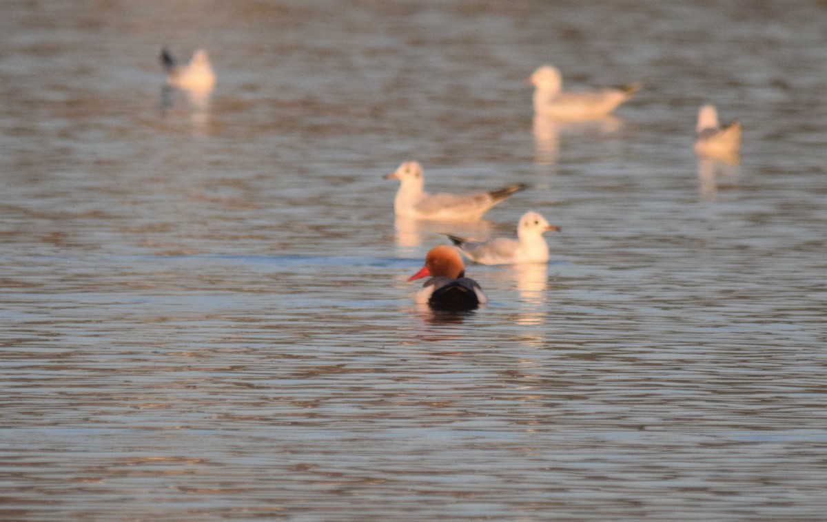 Red-crested Pochard - ML211018831