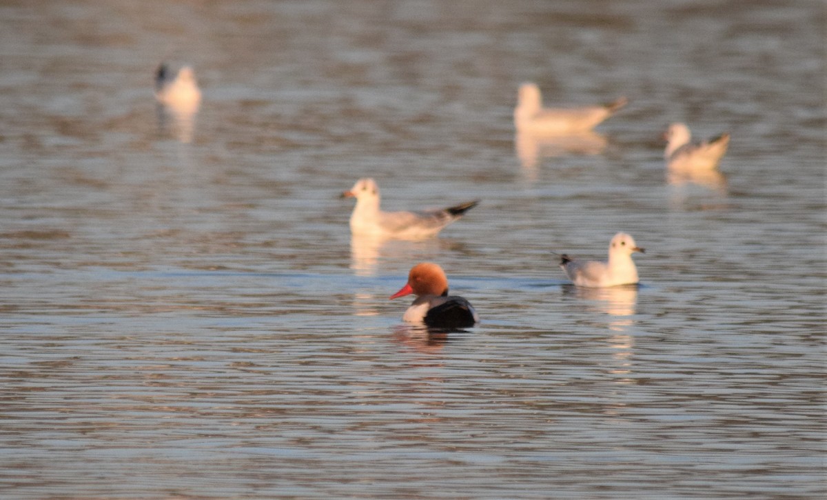 Red-crested Pochard - ML211018841