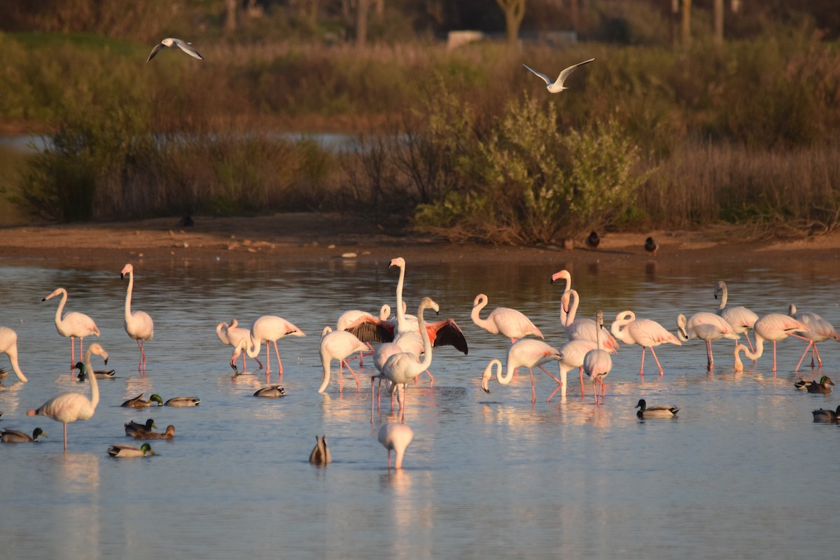 Greater Flamingo - Luís Santos