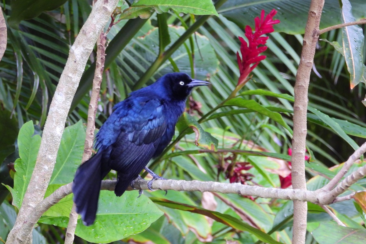 Greater Antillean Grackle - ML211021251