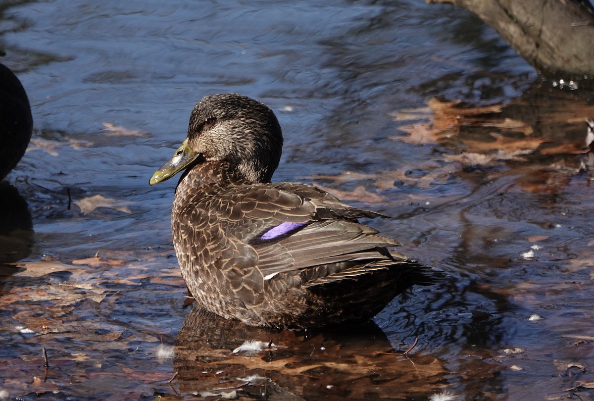 American Black Duck - Frank Guenther