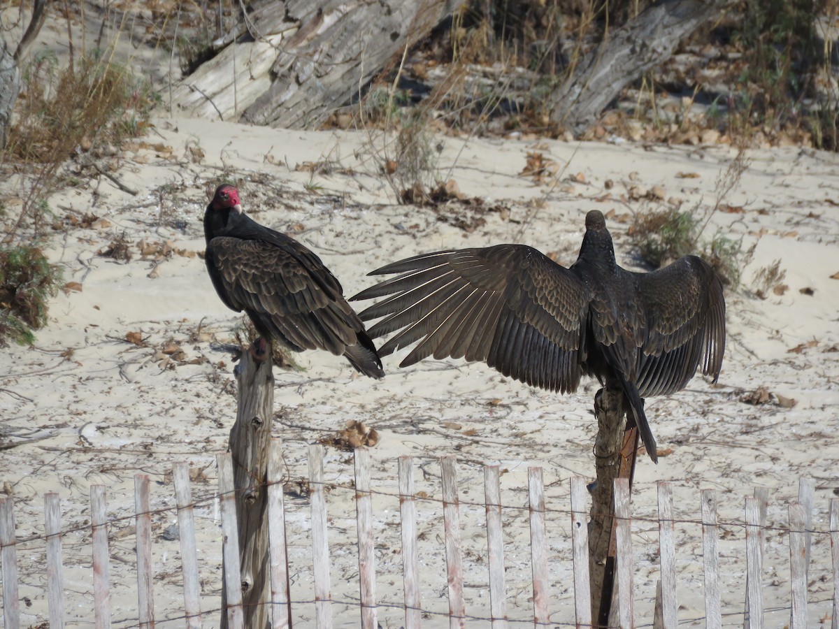 Turkey Vulture - Tyler L. Hoar