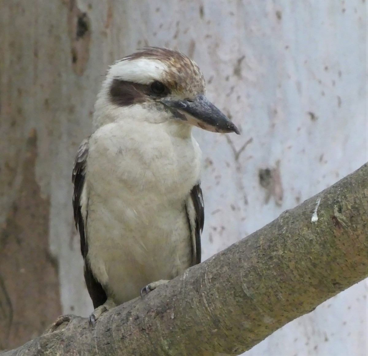 Laughing Kookaburra - ML211028471