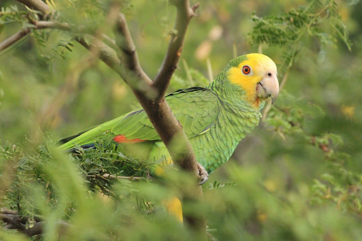 Yellow-shouldered Parrot - Sander Willems