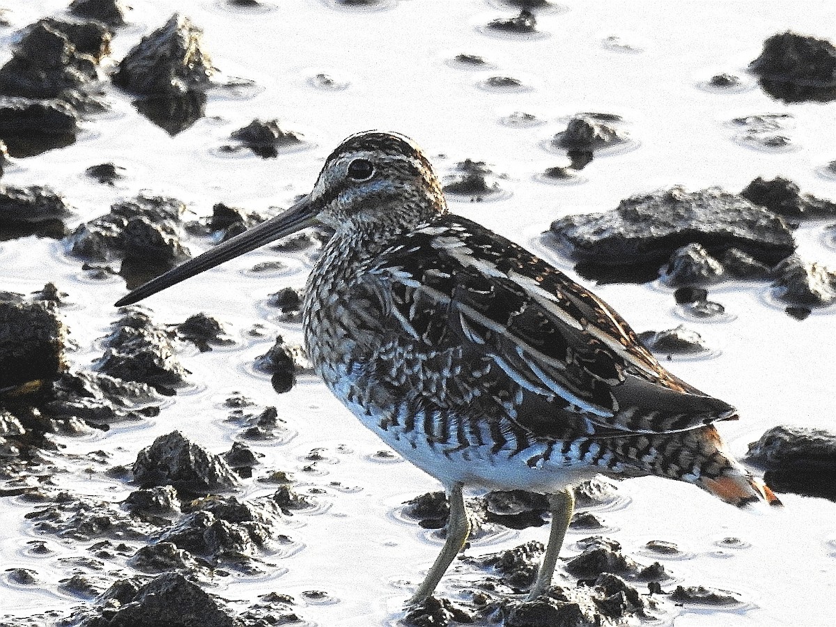 Wilson's Snipe - Ricardo Bispo