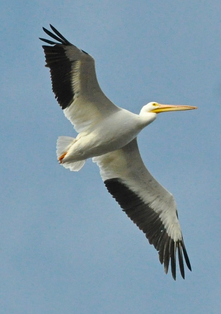 American White Pelican - Suzanne Sullivan
