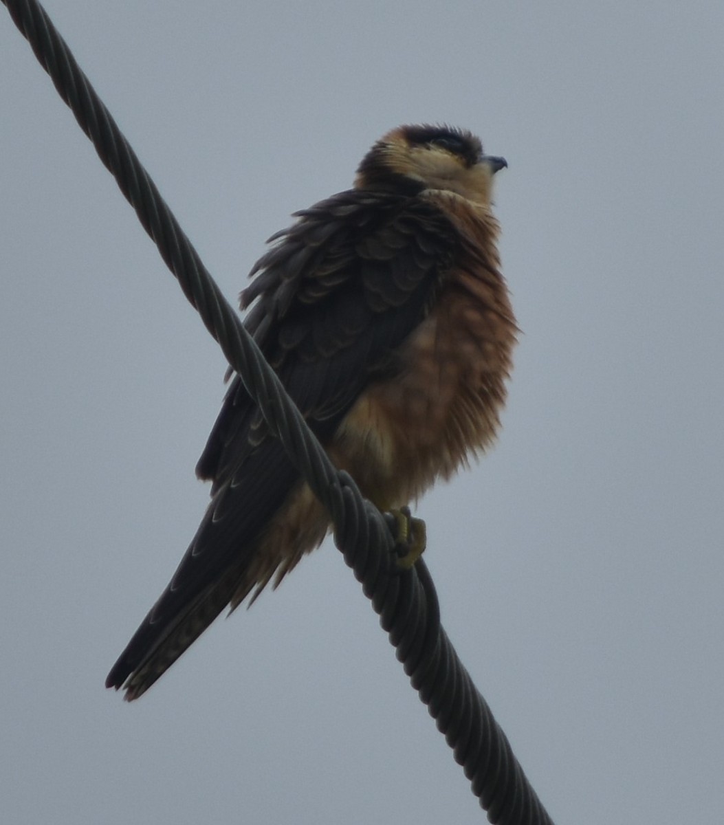 Australian Hobby - ML211029891