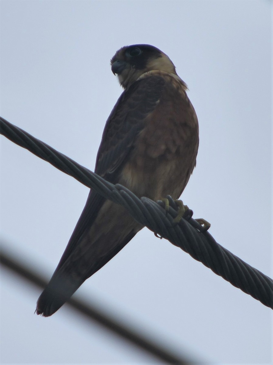 Australian Hobby - ML211030021