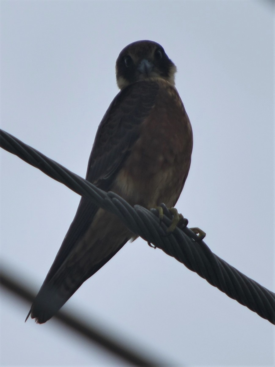 Australian Hobby - ML211030081