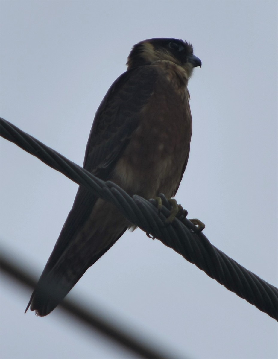 Australian Hobby - ML211030221