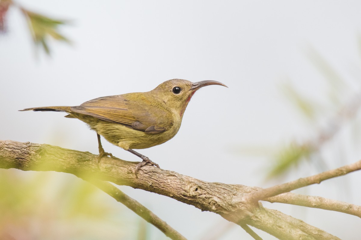 Crimson Sunbird - ML211031871