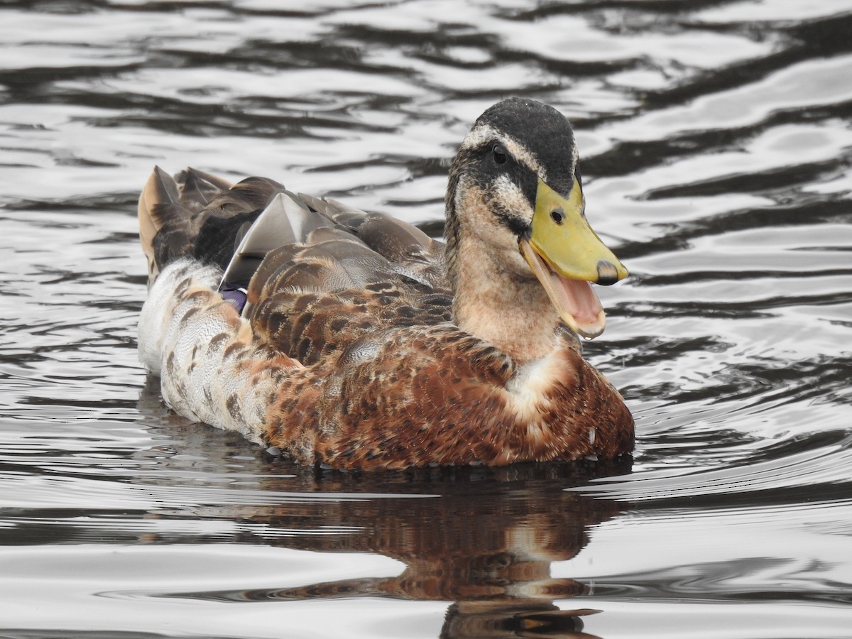 Pacific Black Duck x Mallard (hybrid) - Liam Manderson