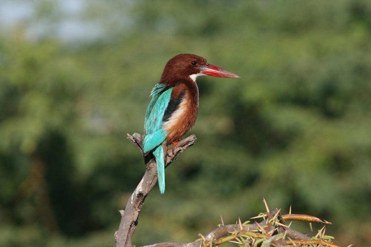 White-throated Kingfisher - James (Jim) Holmes