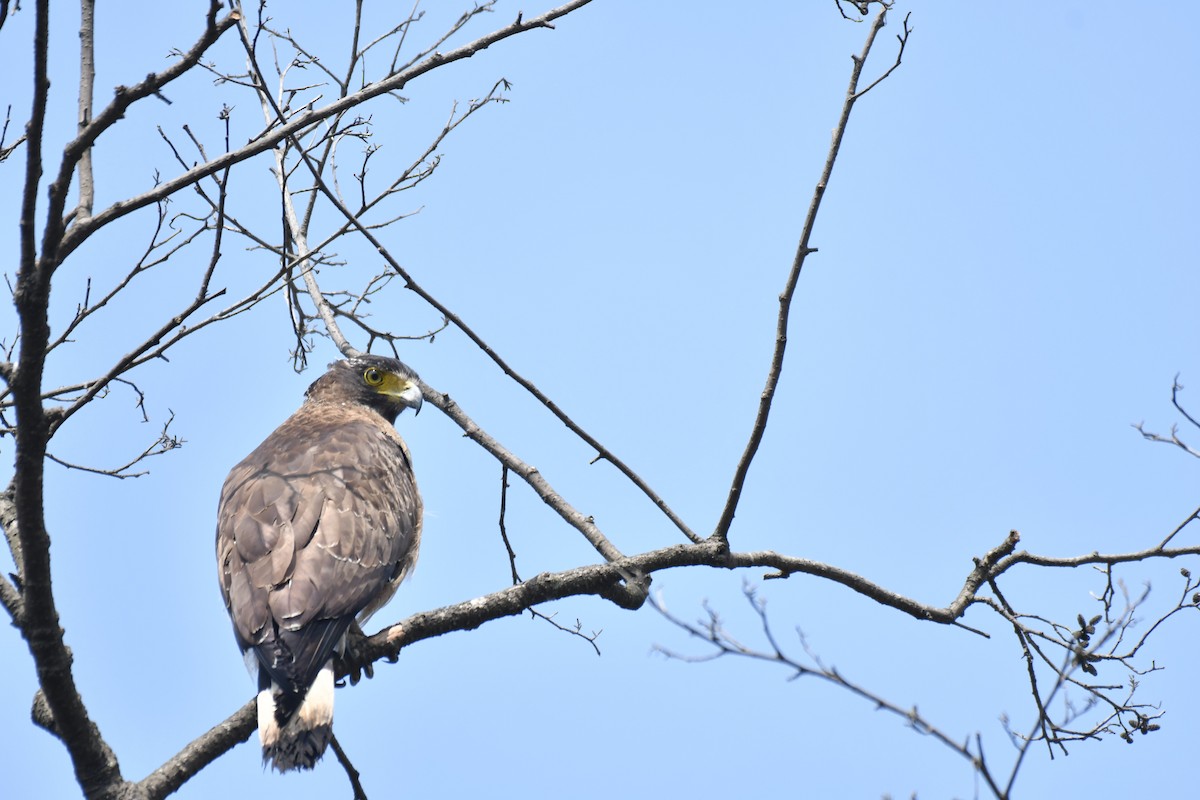 Crested Serpent-Eagle - ML211034631