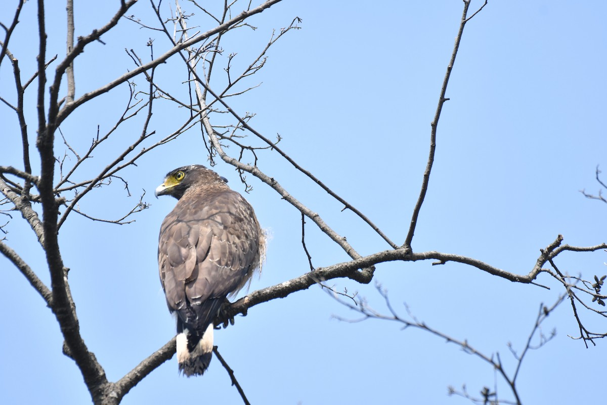 Crested Serpent-Eagle - ML211034641