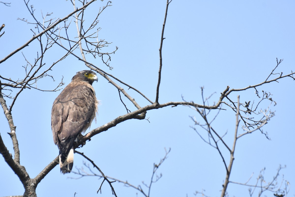 Crested Serpent-Eagle - ML211034671