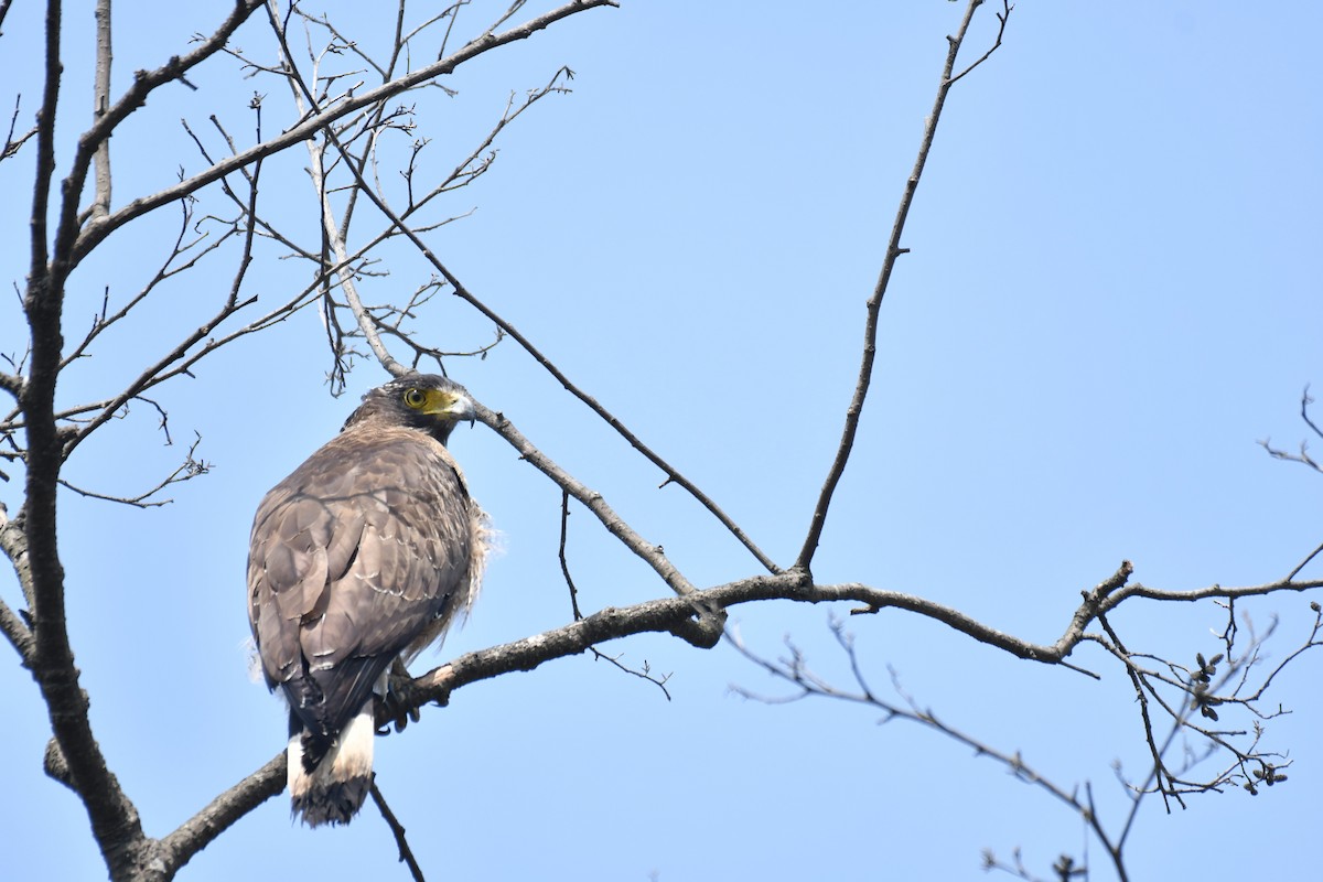 Crested Serpent-Eagle - ML211034771