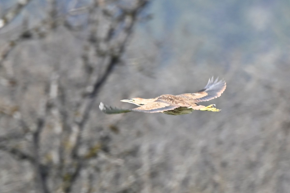 American Bittern - ML211038901