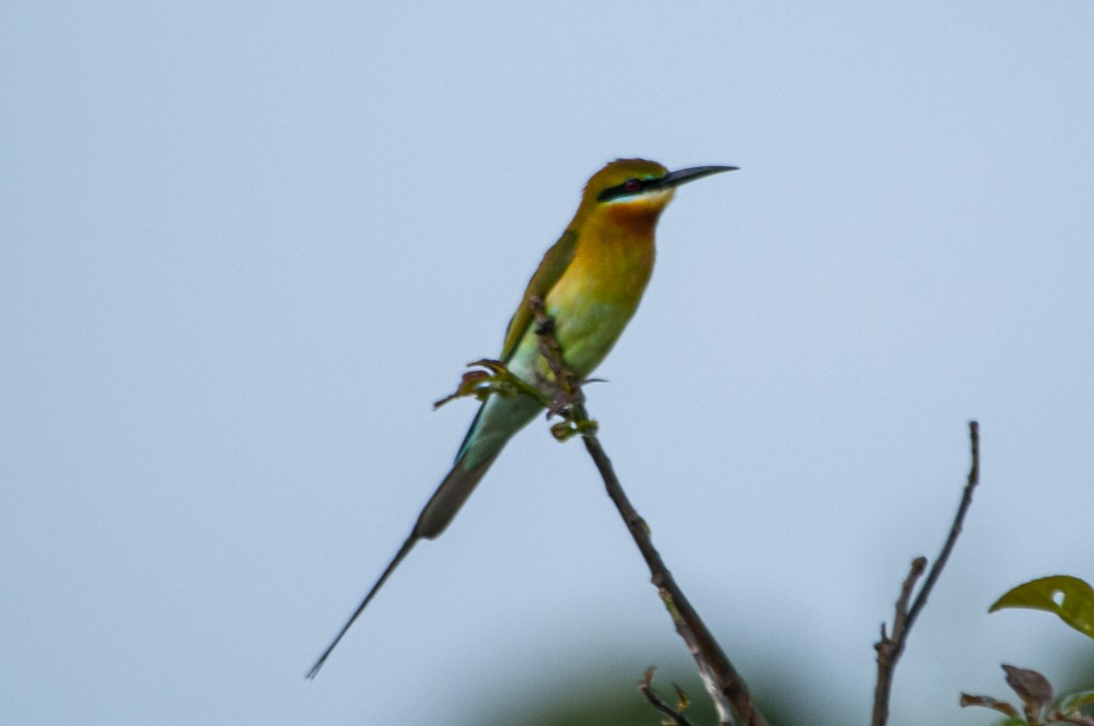 Abejaruco Coliazul - ML211039511