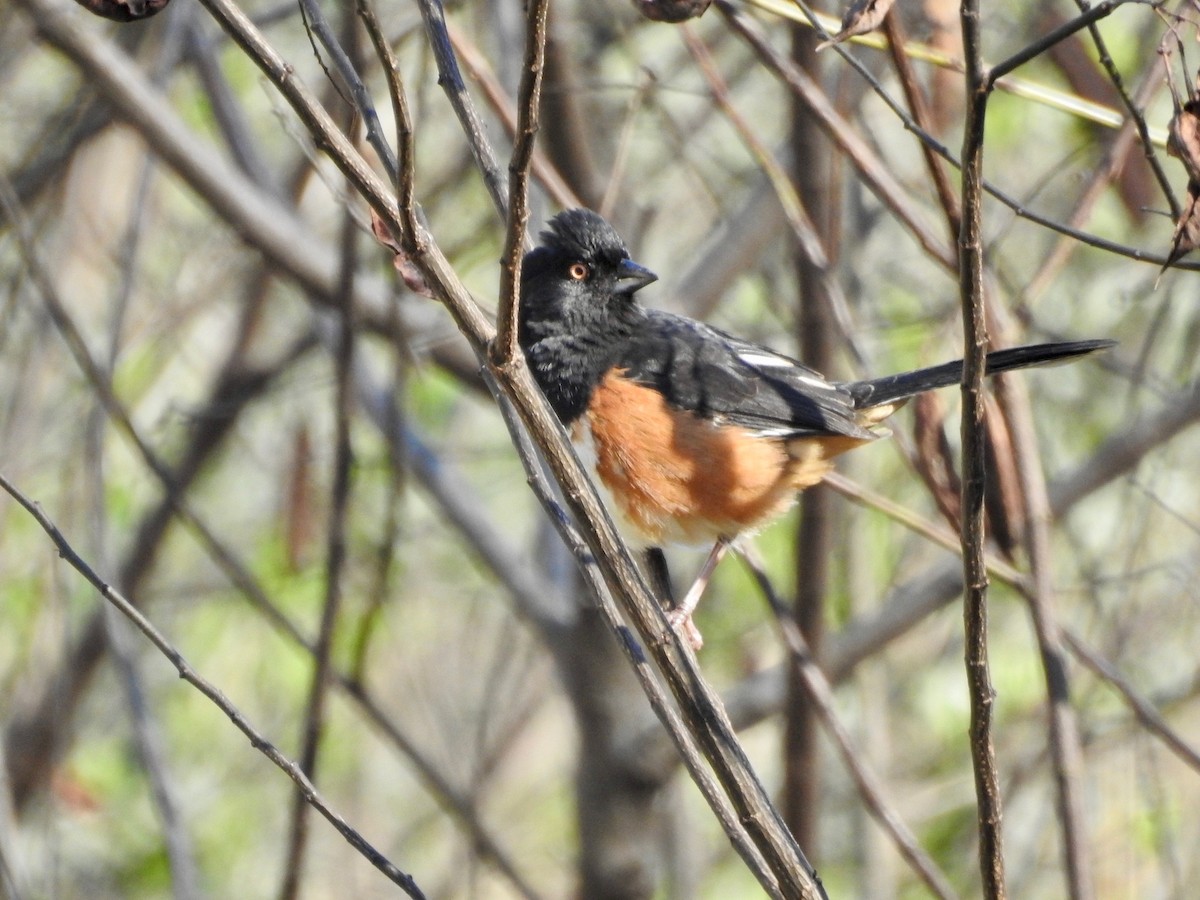 Eastern Towhee - ML211039841