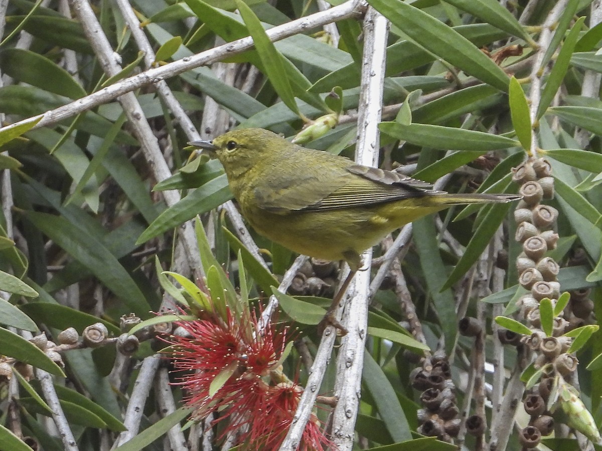 Orange-crowned Warbler - Jeanette Stone