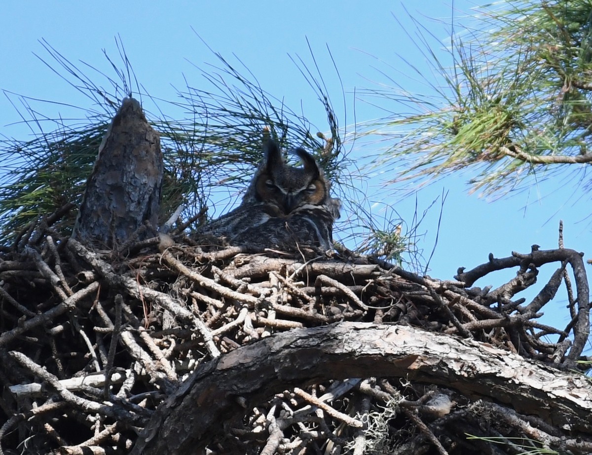 Great Horned Owl - Kim Hartquist