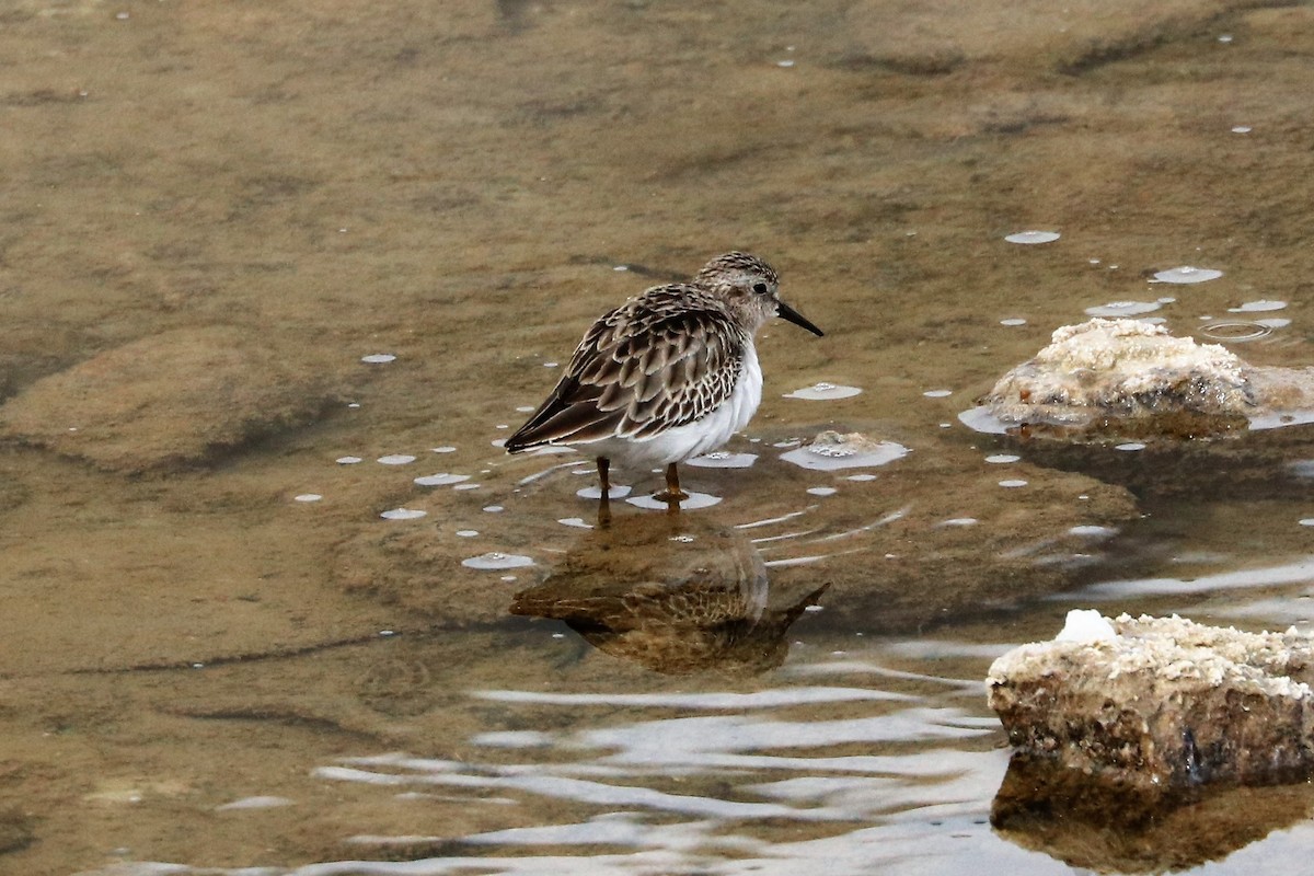 Least Sandpiper - ML211041511