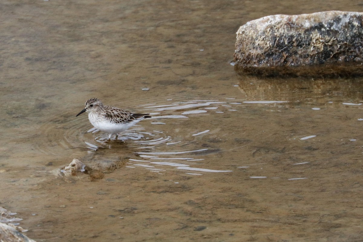 Least Sandpiper - ML211041701