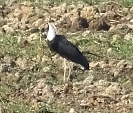 Asian Woolly-necked Stork - Glenn Morris