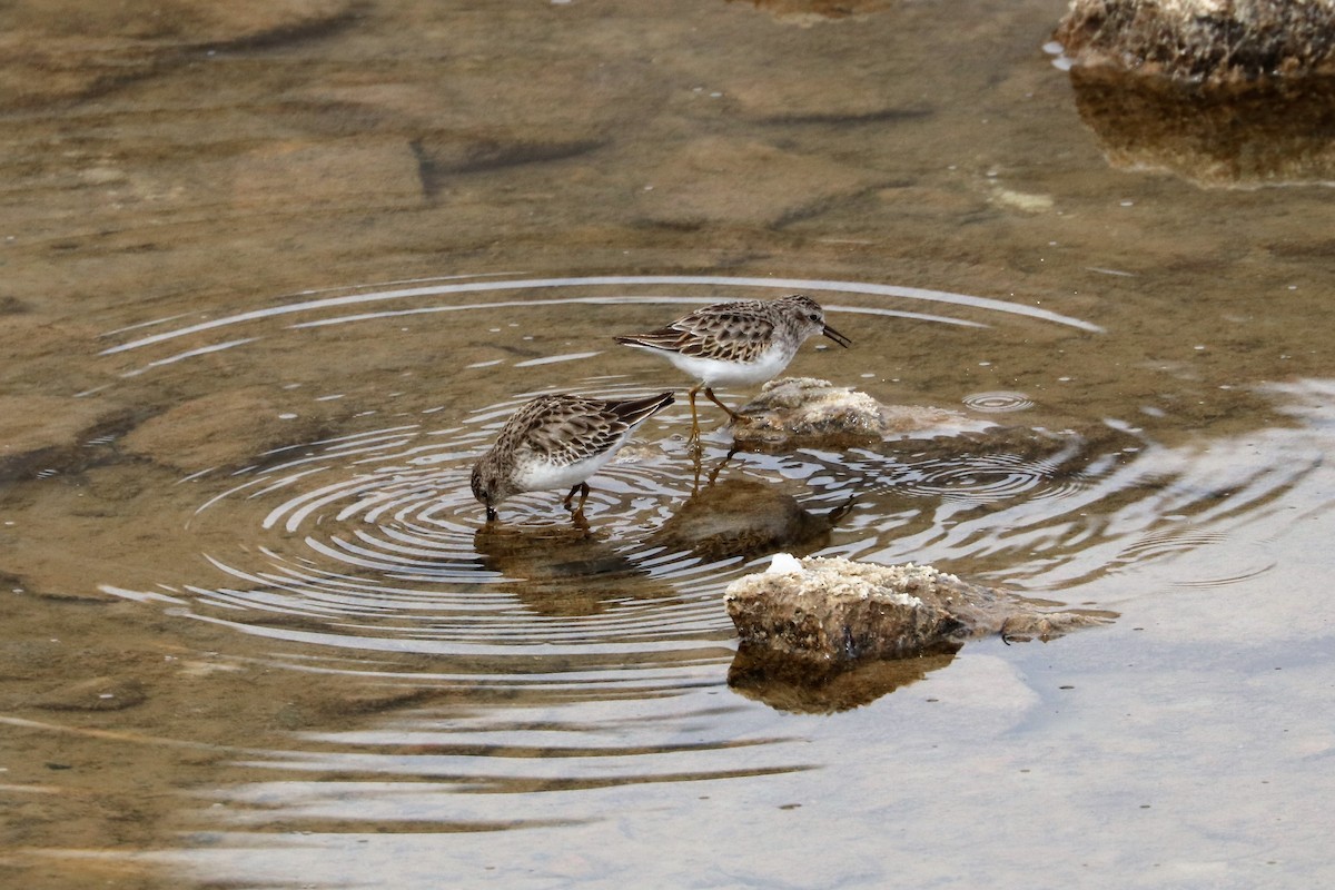 Least Sandpiper - ML211041811