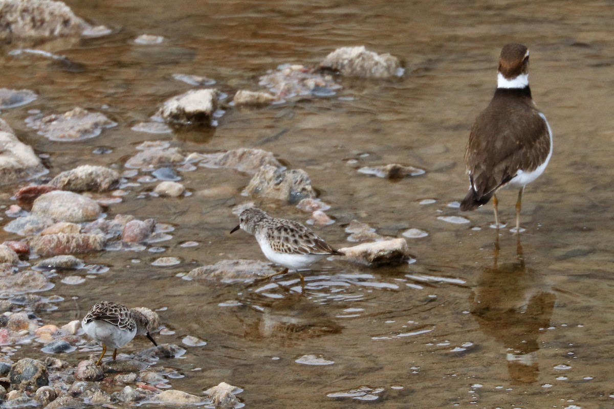 Least Sandpiper - ML211041941