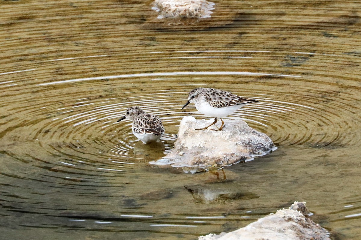 Least Sandpiper - ML211041991